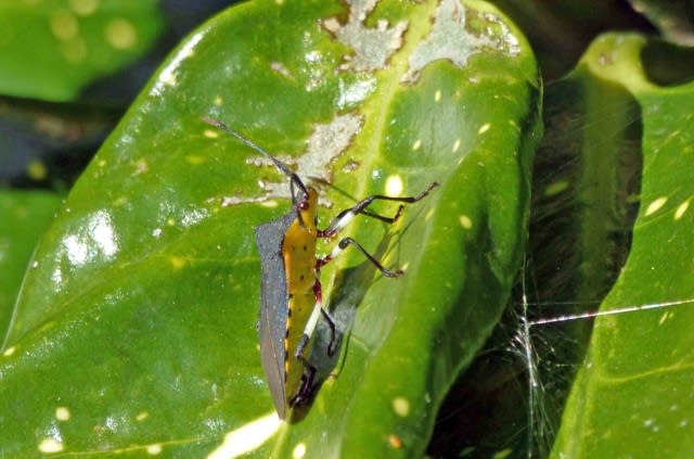 キバラヘリカメムシ 黄腹縁亀虫 ﾐﾅﾐｱｵｶﾒﾑｼ 南青亀虫 成虫で越冬 温泉ドラえもんのブログ