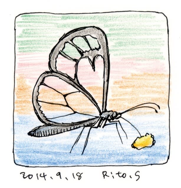 14年09月18日習作模写等アナログ蝶々イラスト さいはてりと さいはてりとのギャラリー