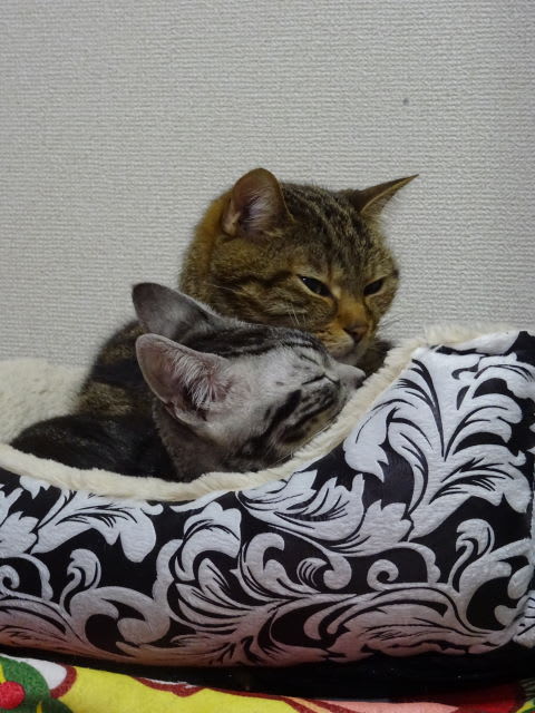 16年1月のブログ記事一覧 Anzu Hayato