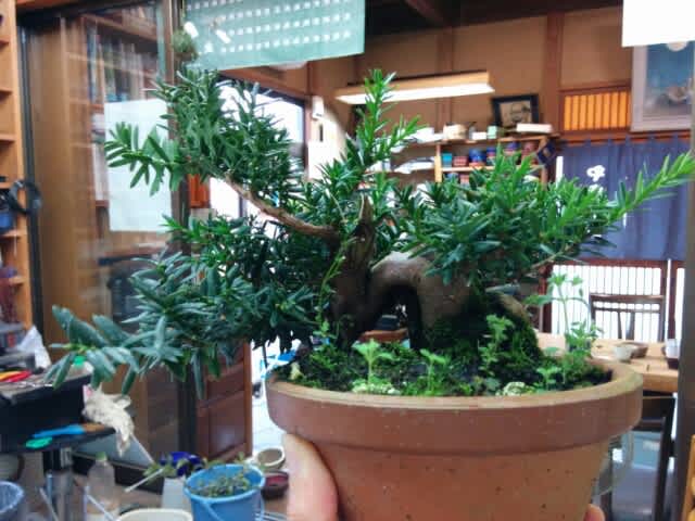 16年9 16 金 19 月 一位 まゆみの種 バラ 松サンの盆栽修行日記その後の日々の盆栽日記