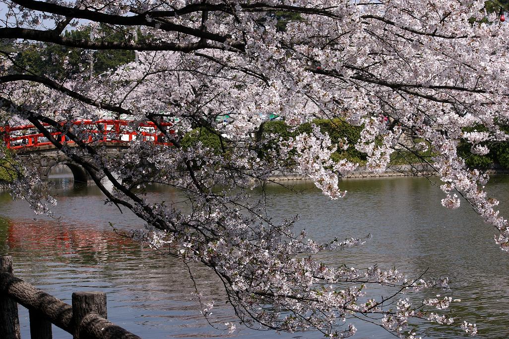 桜・・・爛漫の画像