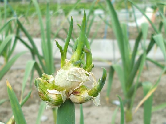やぐらねぎ を植え付け なか爺の菜園日誌