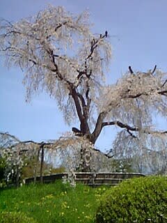 円山公園