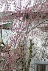 一寸遅い枝垂れ桜