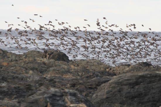 松前町・白神岬から津軽海峡を渡る“ヒヨドリ”の大群．．． - 残して