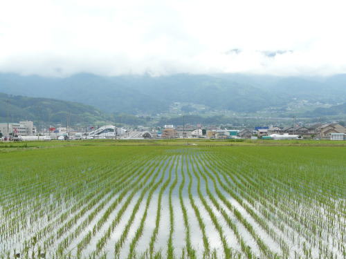 青田の広がる風景