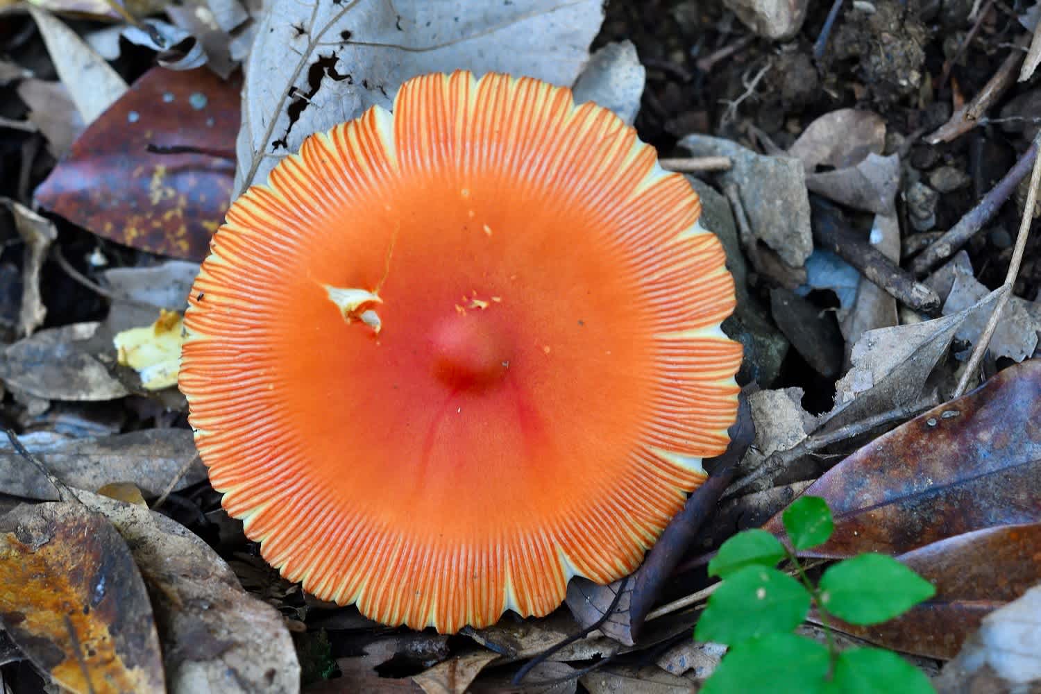 行縢山で これは一体 なんだ タマゴダケだって 延岡の山歩人ｋ