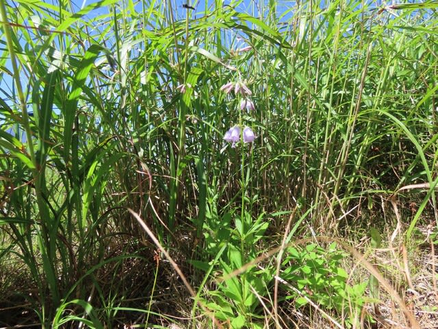 高ボッチ高原・鉢伏山で最近咲いている花　ツリガネニンジン（釣鐘人参）