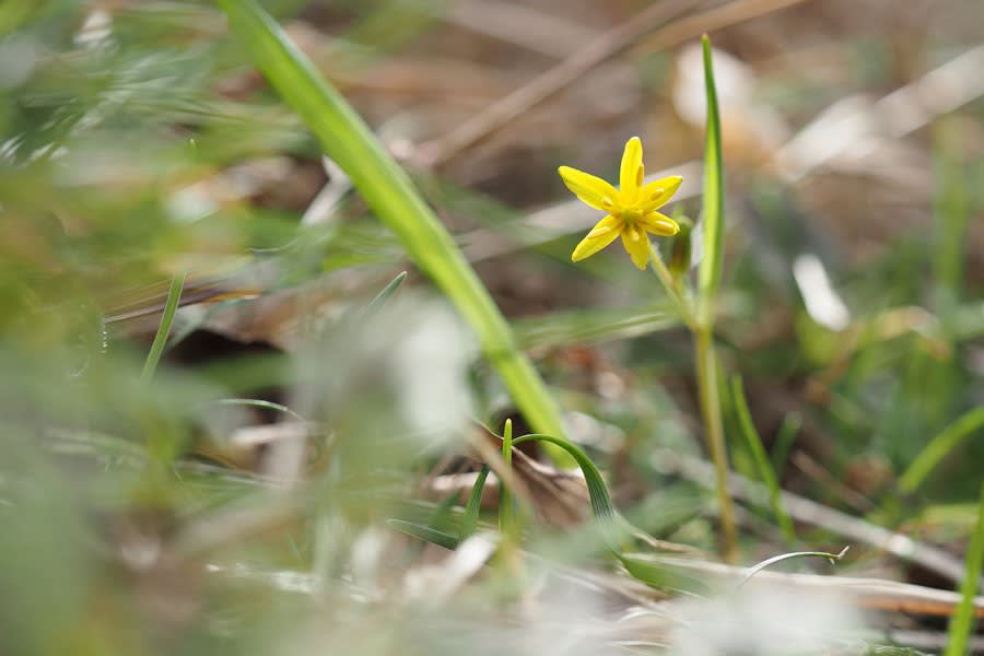 黄花の甘菜02 キバナノアマナ