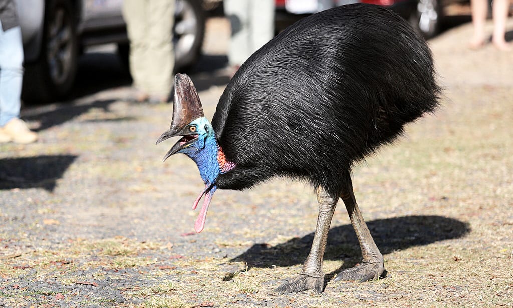 ヒクイドリ 心のおもむくままに 鳥撮り日記