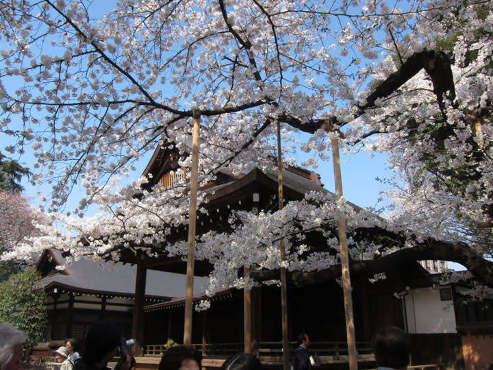 靖国神社 桜