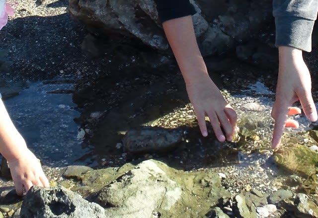 内房 かなや 前の海岸で磯遊び ハードロックを奏でよ 内房 かなや 前の海岸で磯遊び ハードロックを奏でよ
