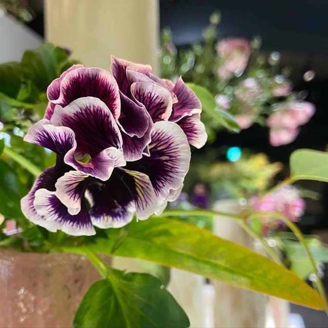 パンジー 花言葉 私を思って Motoの徒然なるままに パンジー 花言葉 私を思って Motoの徒然なるままに