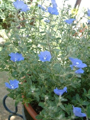 やっと咲いたアメリカンブルーと ポーチュラカ 鉢2種 Haruの庭の花日記 Haru S Garden Diary