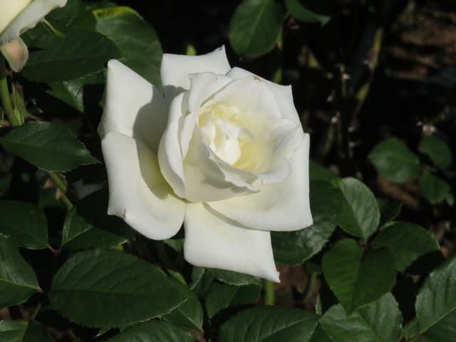 典雅な白薔薇パスカリ 薔薇シリーズ09 野の花 庭の花