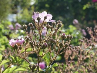 実生の野バラ 野の花ガーデンblog