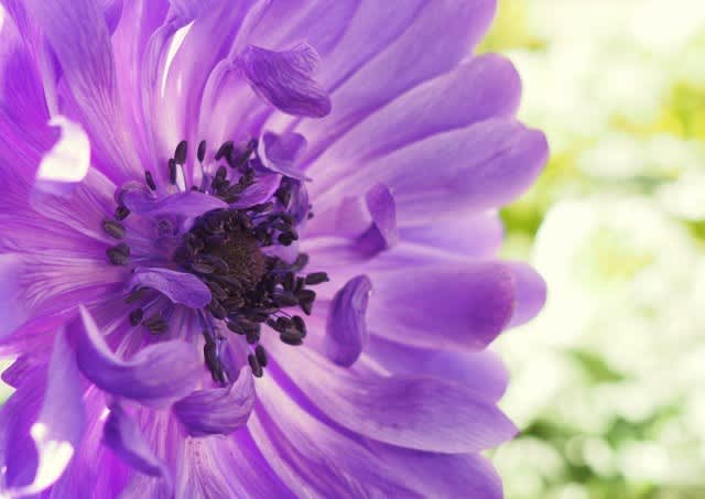 お礼のお花 明日の花