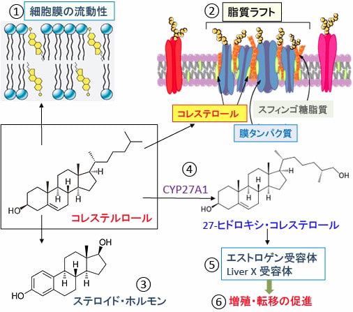 636 シンバスタチンとメトホルミンはコレステロールを低下させて乳がん患者の生存率を高める 漢方がん治療 を考える