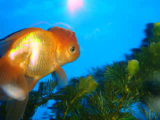 つぼみちゃんの肉瘤が爆発 キラキラ金魚日記