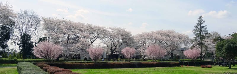 14 04 02 2 野川公園の桜 Gooブログはじめました