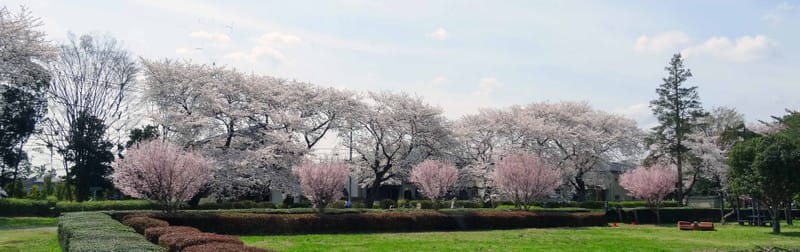14 04 02 2 野川公園の桜 Gooブログはじめました 14 04 02 2 野川公園の桜 Gooブログはじめました