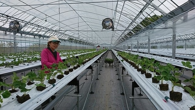 いちごの定植準備 定植 9月日 23日 まーくんの小部屋 新館