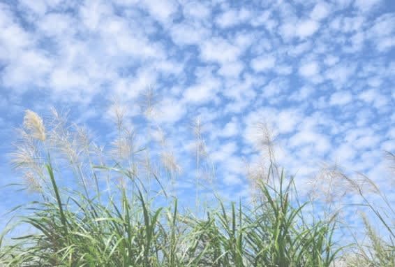 秋の空 まるの練習日誌 秋の空 まるの練習日誌