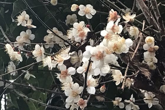 イメージ 5