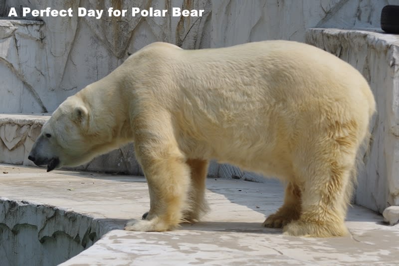 おっちゃんええ身体してるなぁ シロクマ日和 A Perfect Day For Polar Bear おっちゃんええ身体してるなぁ シロクマ日和 A Perfect Day For Polar Bear