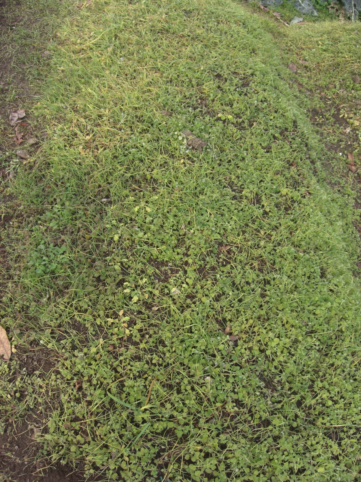 史上最強の雑草…ハタケニラ ふくちゃんの庭仕事