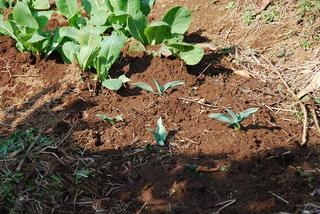チューリップが発芽していました みかん栽培と その周辺の四季