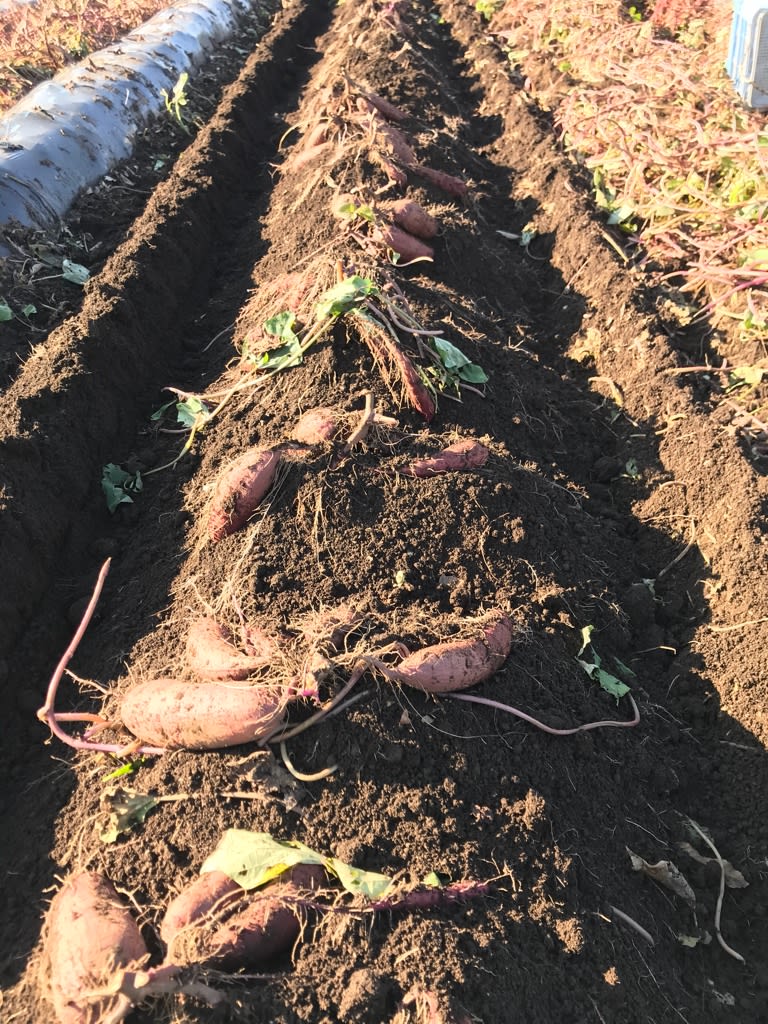 サツマイモ 芋掘り機 - 翠の丘農園スタッフのブログ