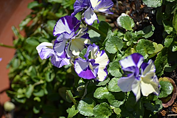 宿根ビオラ 花だより