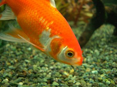 追星 ソウルで金魚