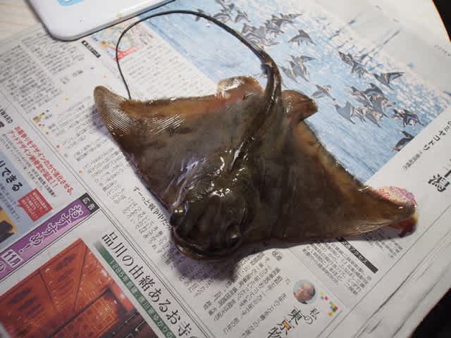 トビエイ いぞらど Isolado 魚骨日誌