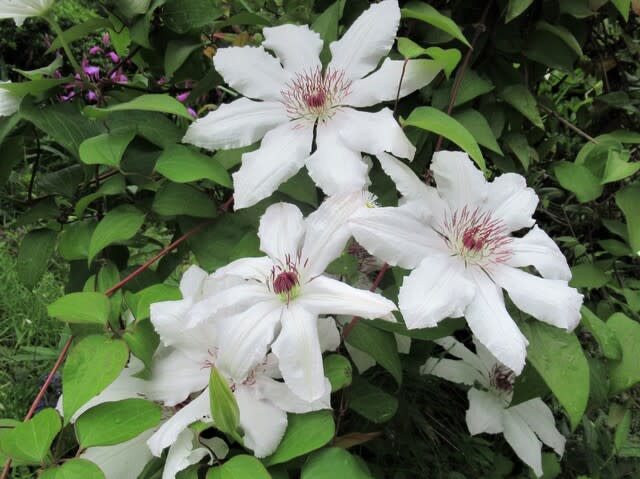５月は白い花で清々しい気分に 里山悠々録