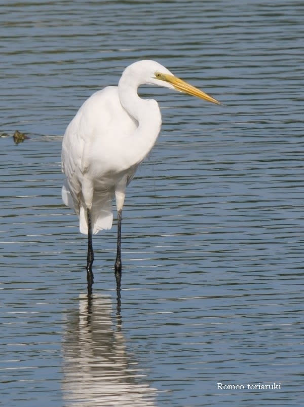 白鷺の園 気楽にとり 鳥 撮り 歩き