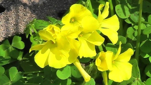 鮮やかな黄色い花 オオキバナカタバミ 四季折々