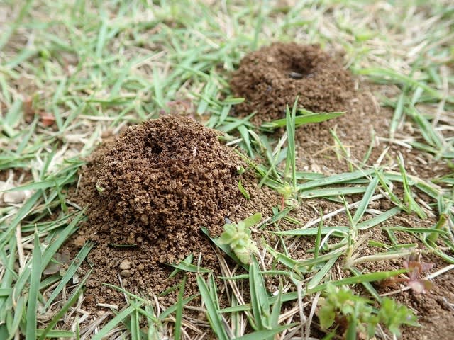 青虫ロスとアリの巣 Shuの花日記