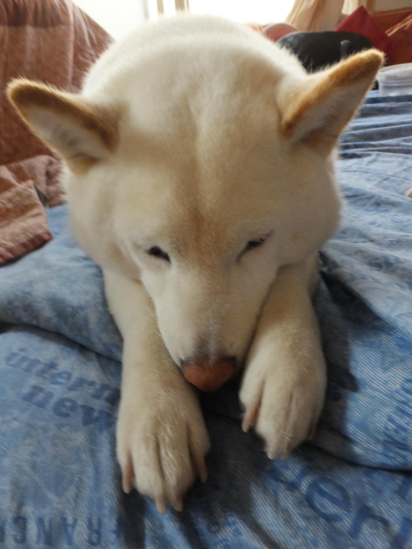 愛ちゃんの癒される寝顔 白柴犬 愛のおてんば日記