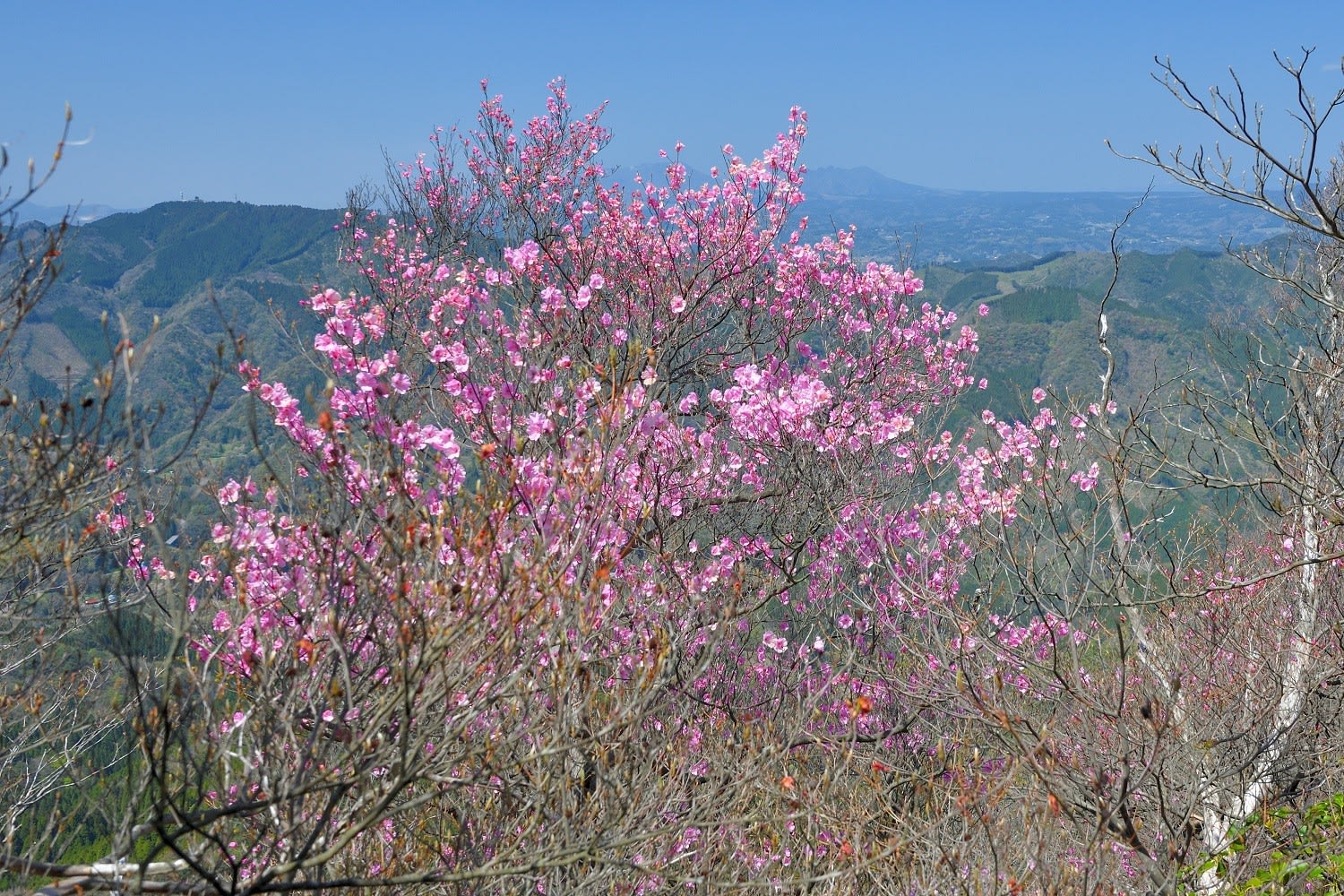 二上山のアケボノツツジ 年4月14日の開花状況 速報 延岡の山歩人ｋ