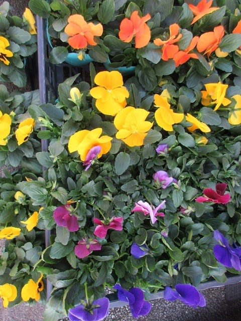 小輪パンジー苗 虹色スミレ苗を入荷致しました 花壇植え用 神奈川県 茅ケ崎市の花屋 さんこう生花店 のgooブログ