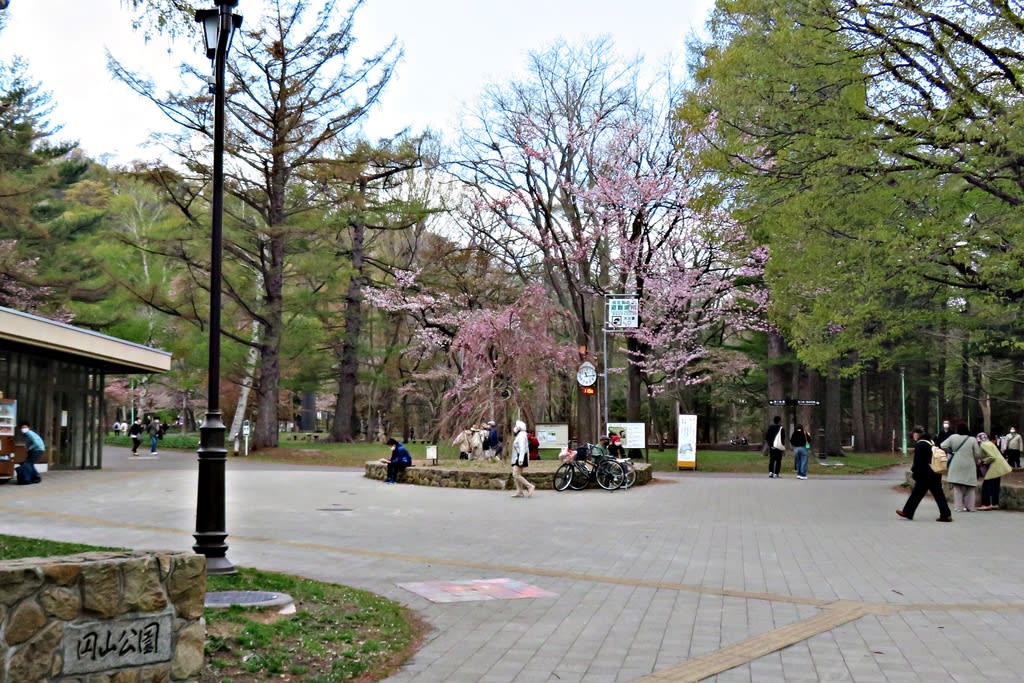 札幌で花見２０２２ 円山公園 北海道神宮 札幌 円山生活日記