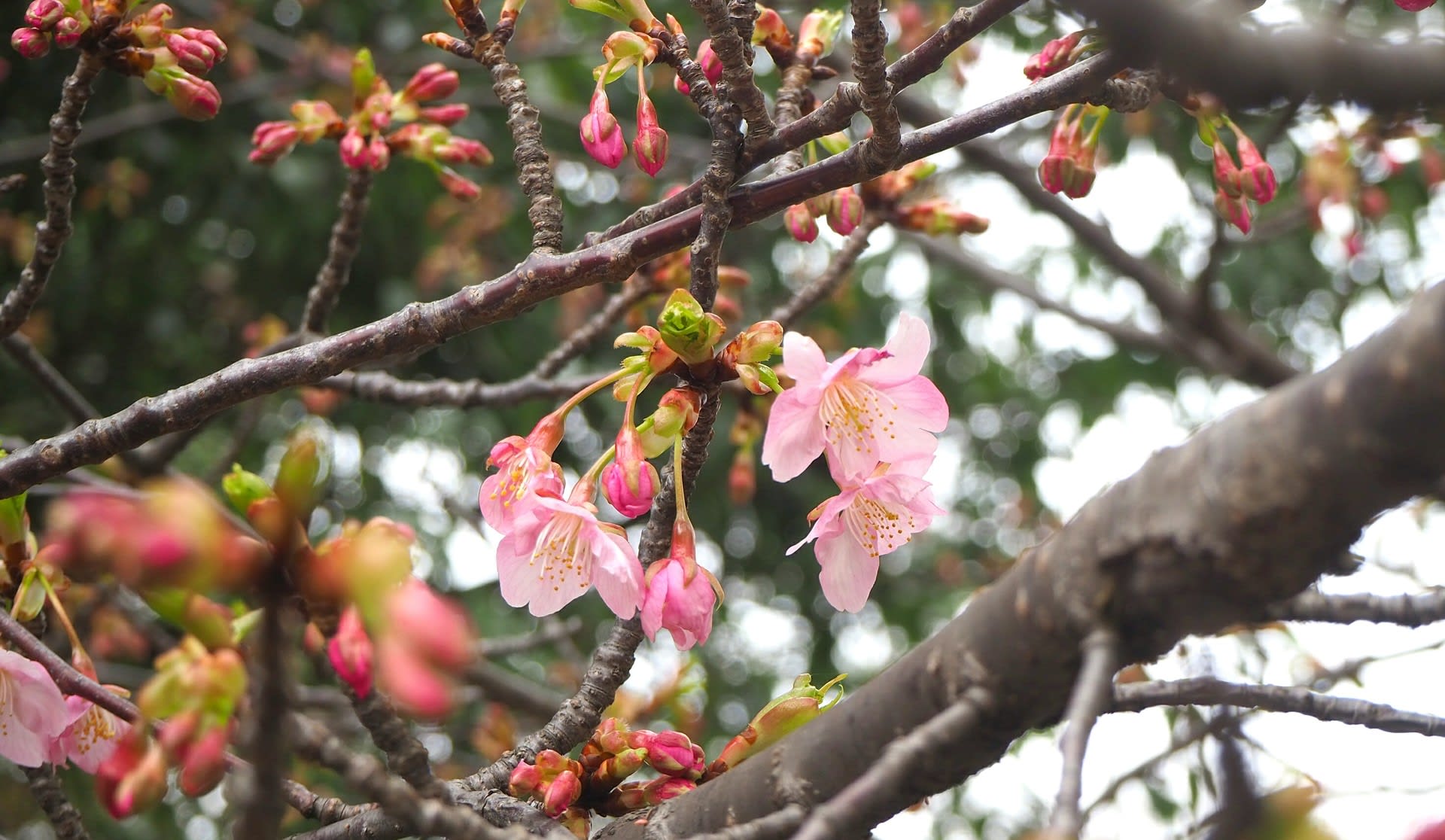 三十三間堂の河津桜と春の花いろいろ 京都で定年後生活