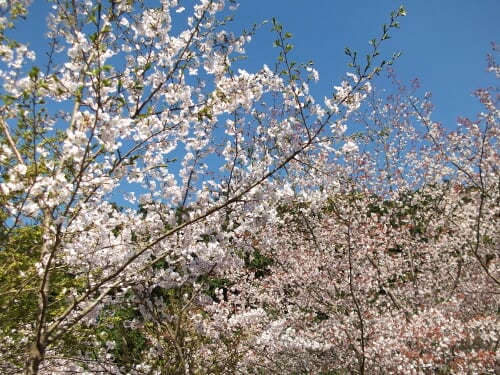 Sakura0001