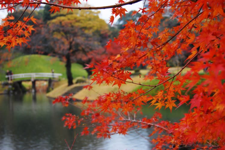 紅葉・もみじのフリー素材（商用利用可能） - オドフラン ～いつもどこかに「なるほど」を～