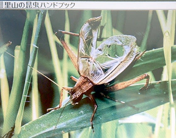 マツムシ 松虫 の鳴き声 あまもりのなんやかんや