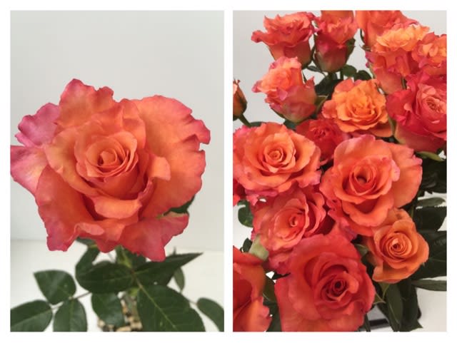花びらが オレンジ色で縁がピンクの薔薇 ダークミネルバ Sefa フラワーアレンジメントスクール セファのブログへようこそ