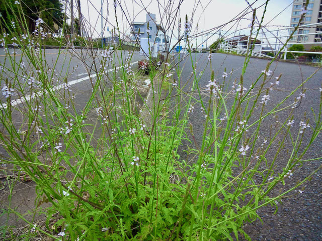 謎の花再び　オオバコじゃないの？？ - あられの日記