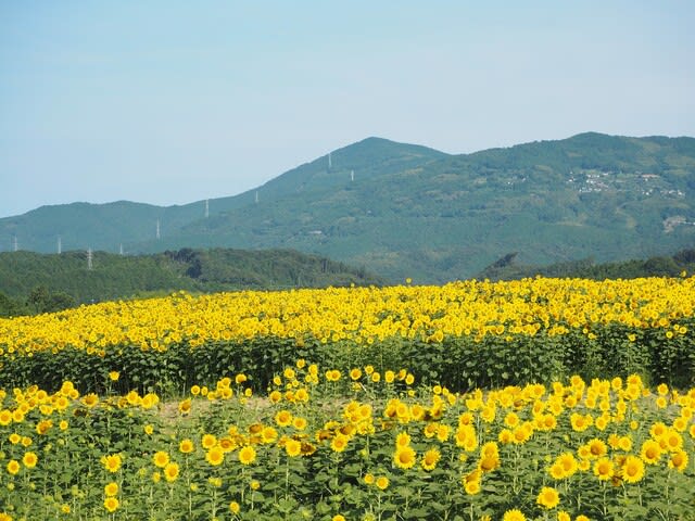 愛媛 絶景 10万本のひまわり畑 旅 ふ る Tabi Full 愛媛 絶景 10万本のひまわり畑 旅 ふ る Tabi Full